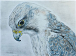 Saker US