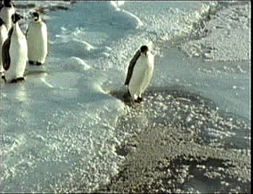 GIF - 6.7 Mo